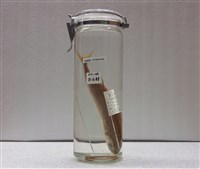 藏品(紅甘圓鰺)的圖片